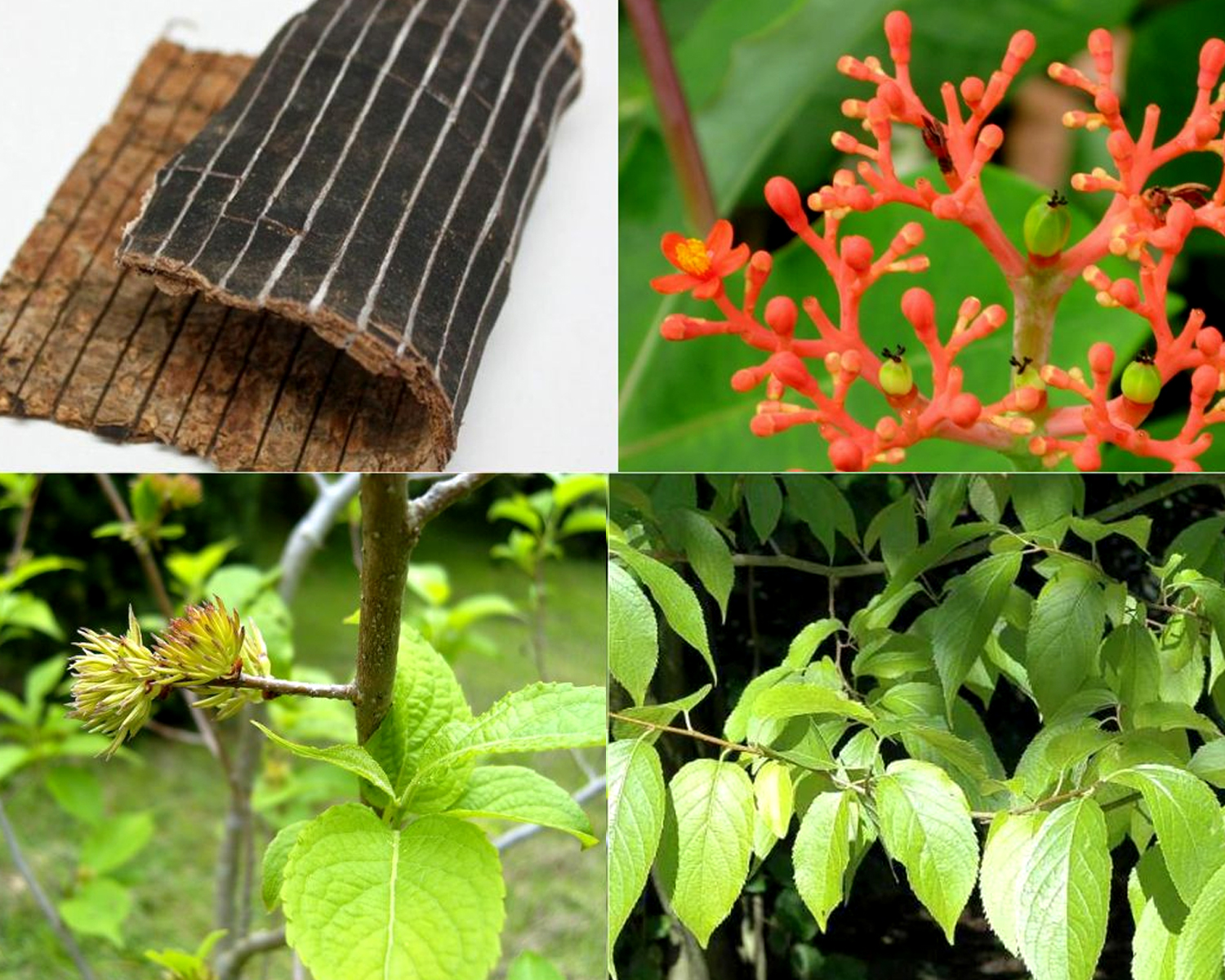 Đỗ trọng - Vị thuốc của gân cốt và thận