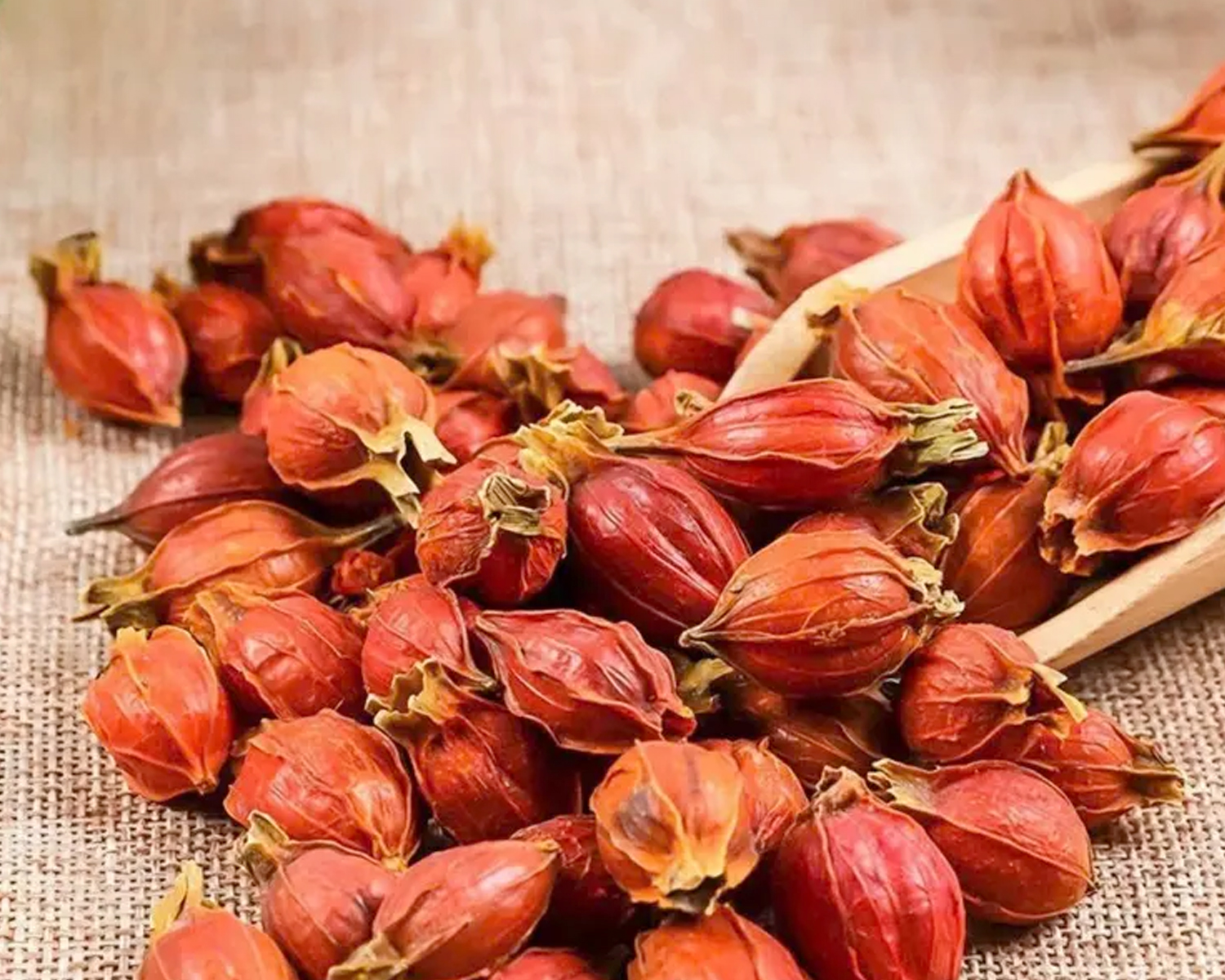 “Cao thủ” thanh hỏa trong Đông y: Chi tử - Trên tả hỏa tâm phế, giữa tả hỏa can đởm tỳ vị, dưới tả hỏa thận